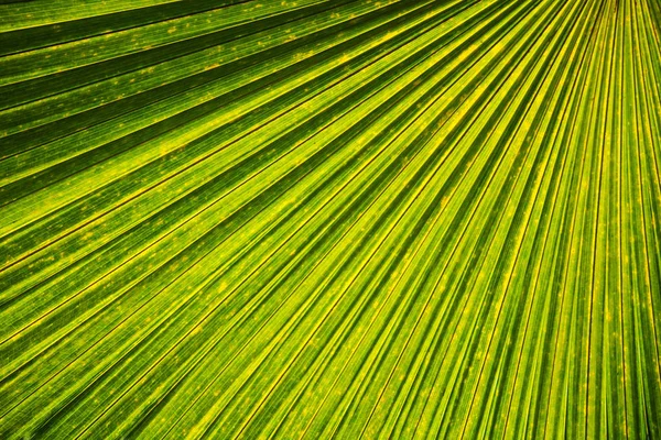 Linien Und Texturen Der Grünen Palmblätter — Stockfoto