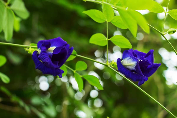 Butterfly Pea Bloem Medicinale Kruiden Behandelen Ziekte — Stockfoto