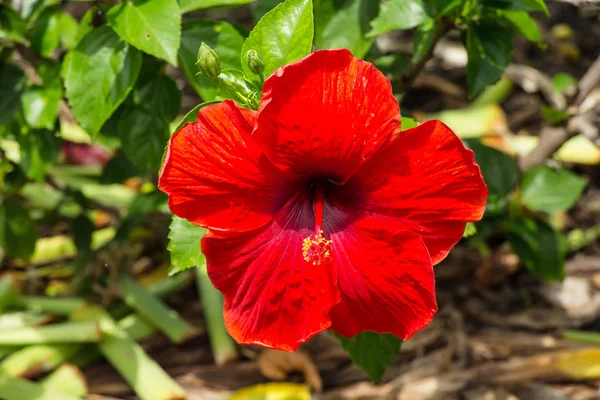 Hibiscus Schizopetalus Nebo Coral Hibiscus — Stock fotografie