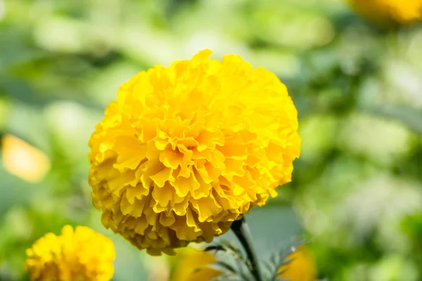 Ringelblumen Blühen Garten — Stockfoto