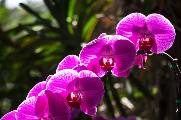 Orquídeas Parque —  Fotos de Stock