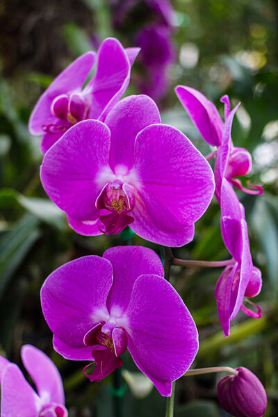 beautiful orchid flowers in garden 