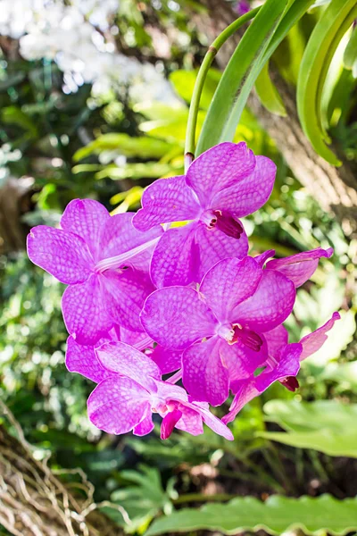 Hermosas Flores Orquídea Jardín — Foto de Stock