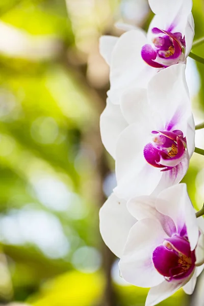 Weiße Orchidee Der Natur — Stockfoto