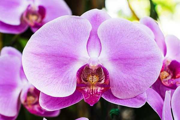 Orquídea Rosa Cerca — Foto de Stock