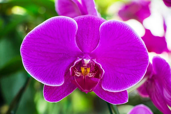 Hermosas Flores Orquídea Púrpura —  Fotos de Stock