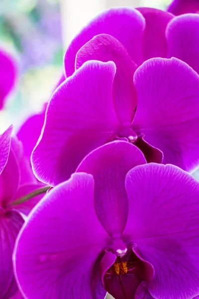 Hermosas Flores Orquídea Púrpura —  Fotos de Stock