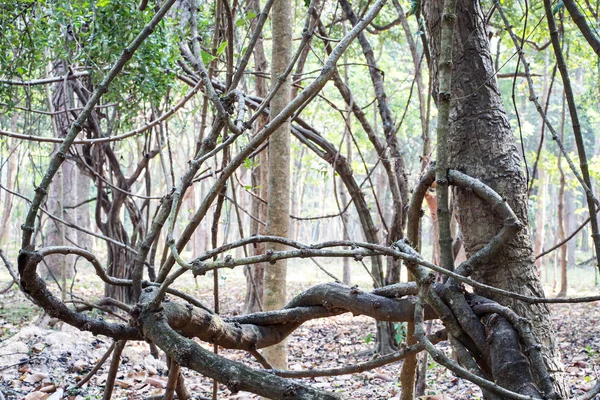 Wijnstok Rond Boom Thailand Bos — Stockfoto