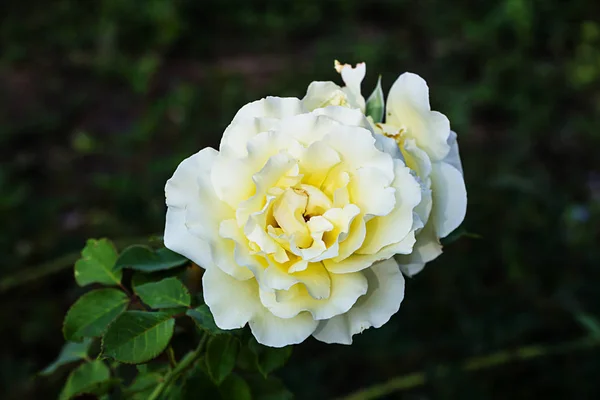 Rosas Blancas Jardín —  Fotos de Stock