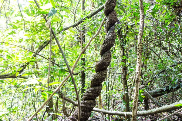 Arbres Forestiers Feuilles Vertes Sur Les Branches — Photo