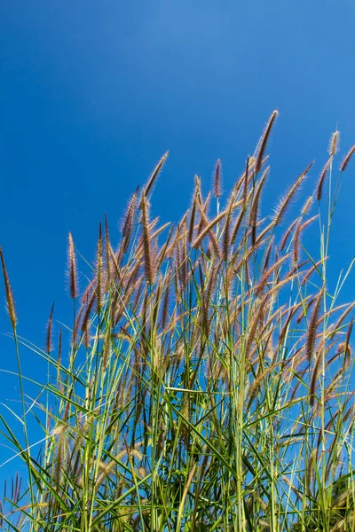 Grass plumes in the field with Blue sky background
