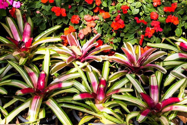 Bromeliad Plants Summer Season — Stock Photo, Image