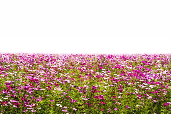 Growing Flowers Summer Field — Stock Photo, Image