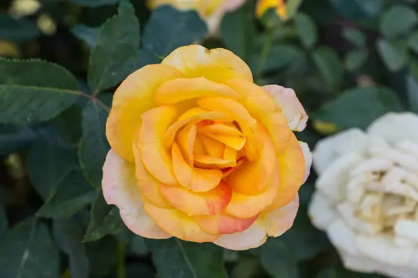 Pink Yellow Roses Garden — Stock Photo, Image