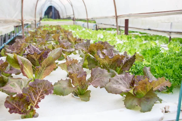 Agricultura Lechuga Verde Plantas — Foto de Stock