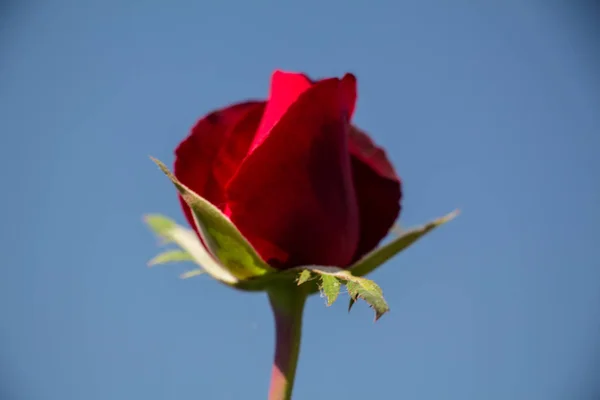 Czerwona Róża Bliska — Zdjęcie stockowe