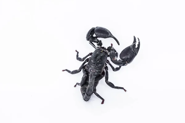 Black Scorpion White Background — Stock Photo, Image