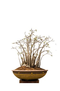 Çöl gülü; Impala Lily; Azalea izole beyaz kağıt alay