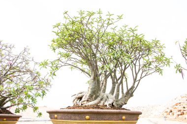 Mini sahte açelya beyaz zemin üzerine kırmızı çiçekler çok güzel