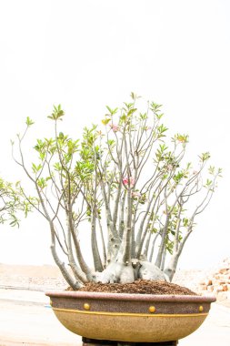 Mini sahte açelya beyaz zemin üzerine kırmızı çiçekler çok güzel