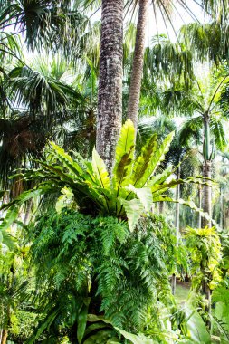 Ağaç, ağaç ferns üzerinde eğreltiotu