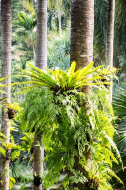 Ağaç, ağaç ferns üzerinde eğreltiotu