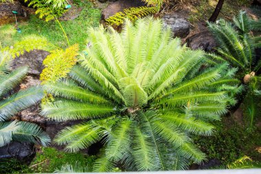 Cycas ağaç, palmiye Cycas