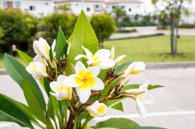 Frangipani çiçek bahçesinde ağaç üzerinde.
