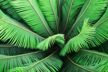 Cycas ağaç, palmiye Cycas