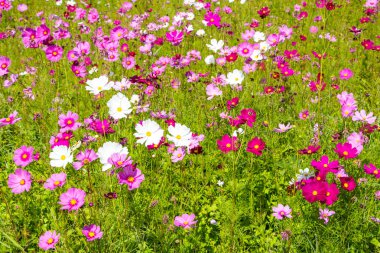 yaz tarlasında çiçek yetiştirme 