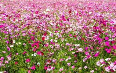 Çam ağacı çiçeklerle evren