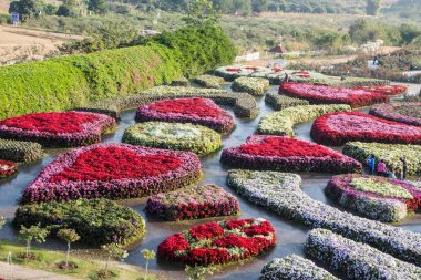 renkli çiçek. Bahçe Şehir Parkı çevre düzenlemesi yaz
