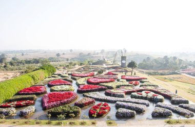 Petunyaların çiçek alan Tayland