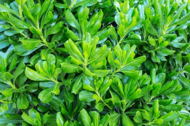 yeşil yapraklar, kapatın