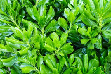 yeşil yapraklar, kapatın