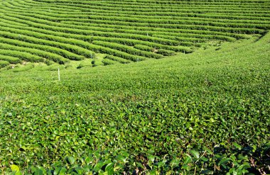 sis sabah çay bahçesi