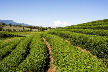 Tayland 'da çay tarlaları.