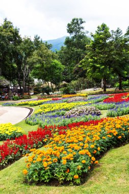 güzel bir bahçe Bahar, doi tung, Tayland