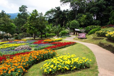 güzel bir bahçe Bahar, doi tung, Tayland