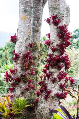 Yaz sezonunda ağaçlarda bromeliad bitkiler 