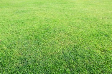 Taze Bahar Yeşil Çim