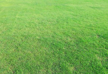 yeşil çim arka plan kullanın