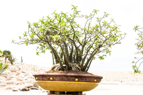 Adenium Obesum Tree Également Connu Sous Nom Desert Rose Mock — Photo