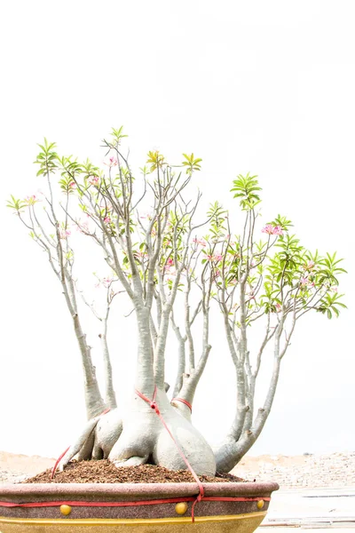 Adenium Obesum Tree Noto Anche Come Desert Rose Mock Azalea — Foto Stock