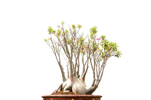 Adenium Obesum Tree Also Known Desert Rose — Stock Photo, Image