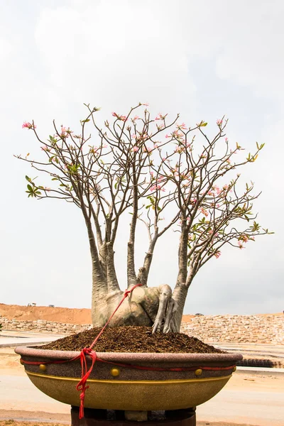 砂漠のバラ分離白インパラ リリー モック ツツジ — ストック写真