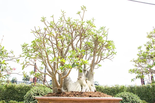 Rosa Del Deserto Albero Fiori Ping Bignonia Isolato Bianco — Foto Stock