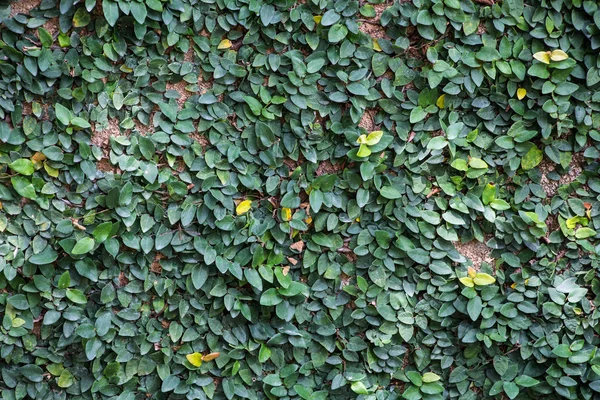 Grüne Blätter Der Wand — Stockfoto