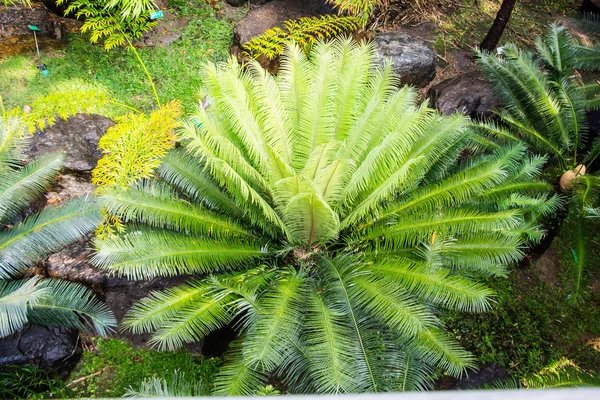 Cycas Tree Cycas Palm — Stock Photo, Image