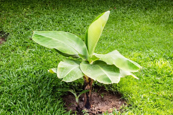 Banano Joven Vista Árbol — Foto de Stock